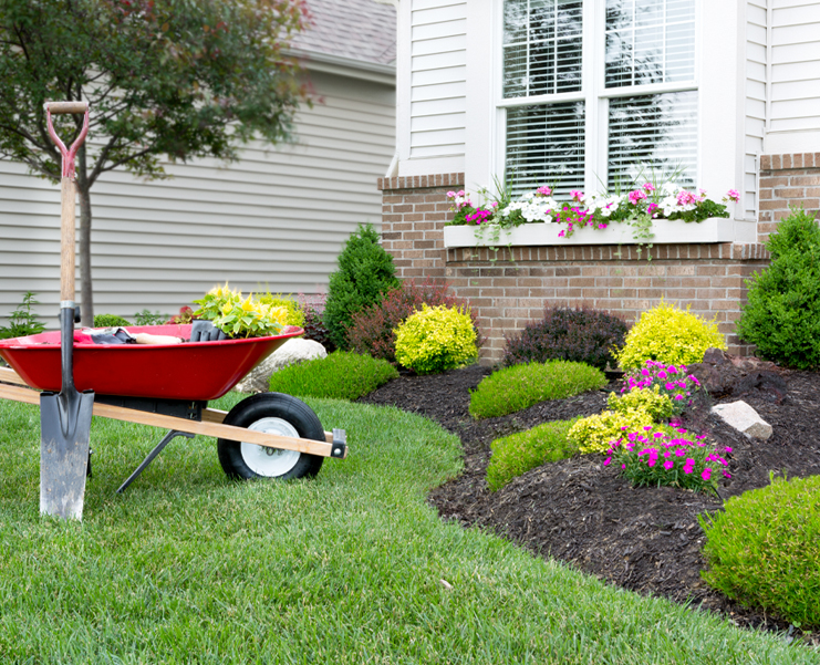 A front yard of a house with a red wheelbarrow and shovel and other gardening tools